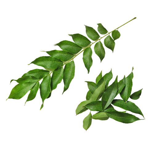 Curry Leaves (Bunch)