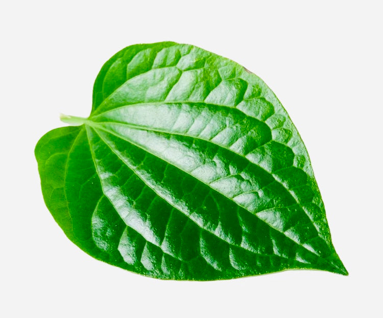 Fresh Betel Leaves (Paan)