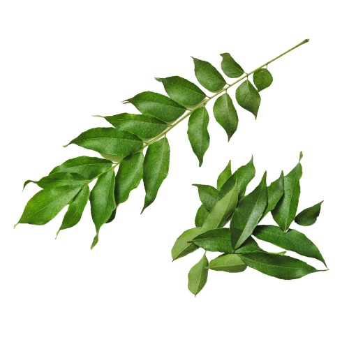 Curry Leaves (Bunch) – Variety Foods UK