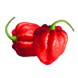 Hot Pepper