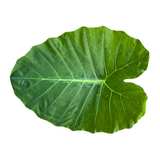 Patra (230- 250g)