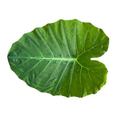 Patra (230- 250g)